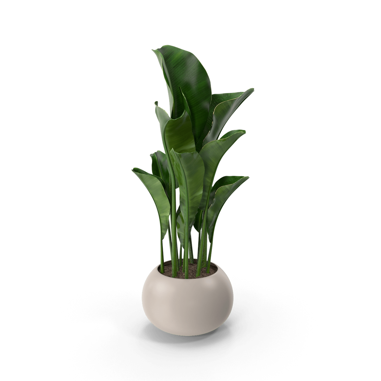 Potted Plant