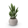 Potted Plant