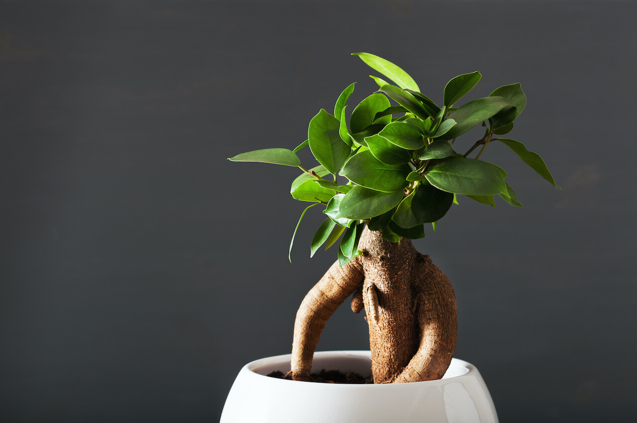houseplant ficus microcarpa ginseng in white flowerpot
